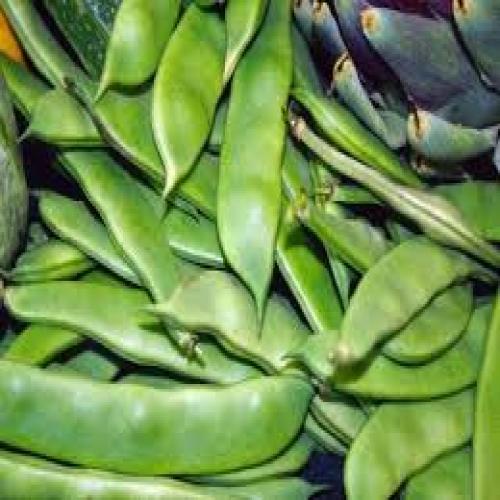 Broad Beans