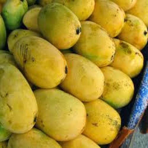 Mango - Banganapalli