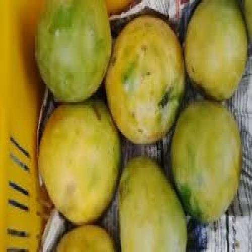 Rumani Mango