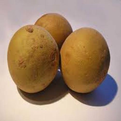 Sapota