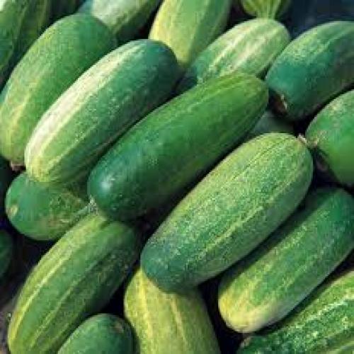 Cucumber