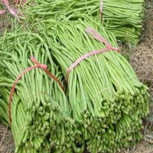 Yard Long Beans