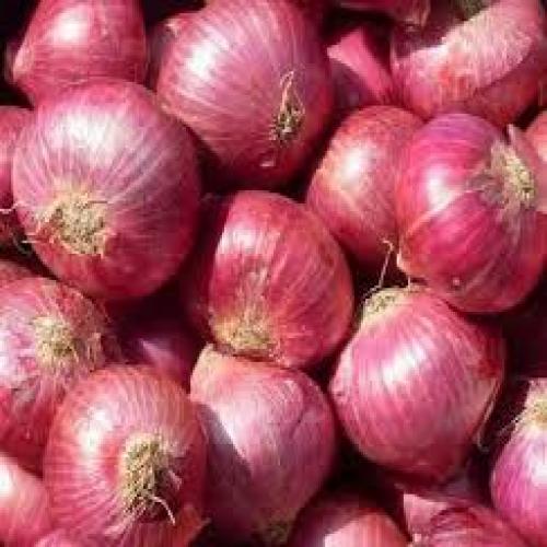 Onions - Big