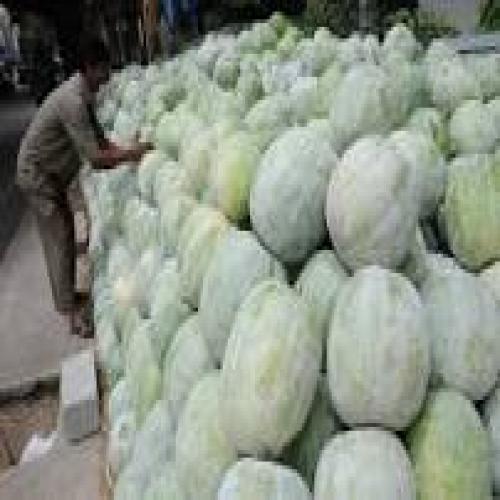Ash Gourd ( White Pumpkin)