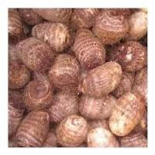 Colocasia