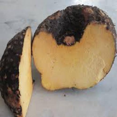 Yam