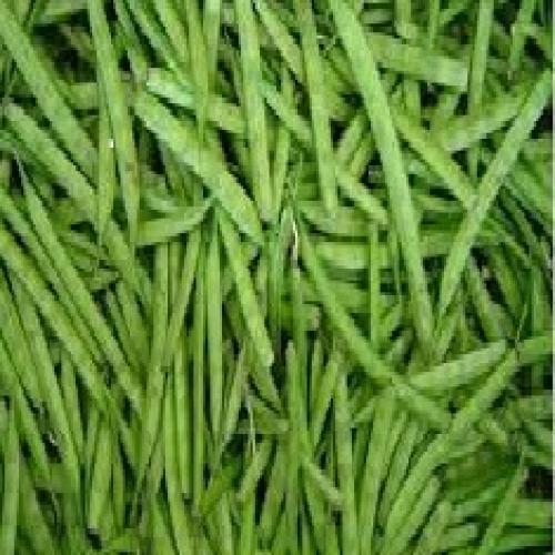 Cluster Beans