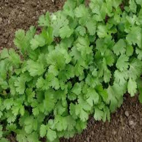 Coriander Leaves