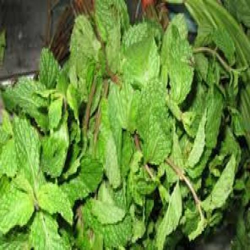 Mint Leaves