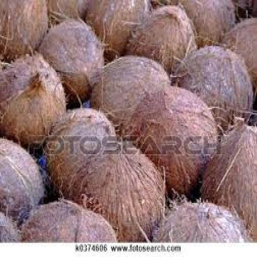 Coconut - Medium