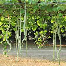 Snake Gourd Long