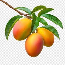 Mangoes